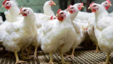 سعر الفراخ اليوم 1764076916 0