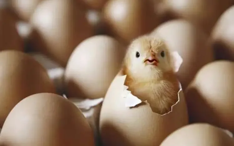 سعر الكتكوت الأبيض 1704622863 0.webp