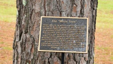 214 151130 lunar trees earth america space achievements 700x400