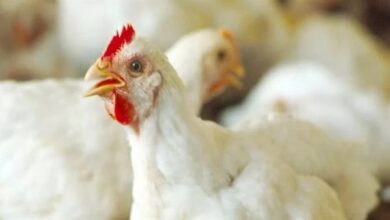 701139579346420260113032503253