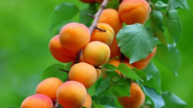 D8A7D983D984 D8A7D984D985D8B4D985D8B4 D981D98A D8A7D984D985D986D8A7