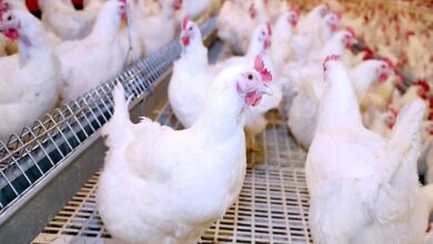 D8A7D984D981D8B1D8A7D8AE 1281029