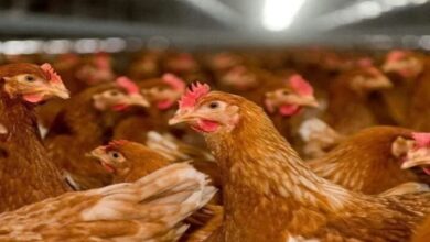 D8A7D984D981D8B1D8A7D8AE 128829