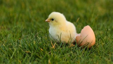 D8A7D984D983D8AAD983D988D8AA 1