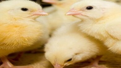 D983D8AAD983D988D8AA 1