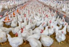 أسعار الدواجن اليوم 1731689054 0