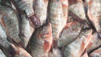 اسعار السمك اليوم 1692522176 0