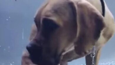 648367896 1596966288248782 5558743858398867444 n e1772845967618