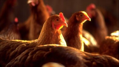 D8A7D984D981D8B1D8A7D8AE 1281829